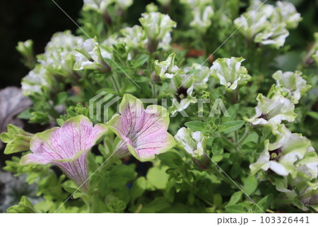 おしゃれなペチュニアの花寄せ植え おしゃれなペチュニアの花寄せ植え 103326441