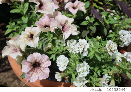 おしゃれなペチュニアの花寄せ植え おしゃれなペチュニアの花寄せ植え 103326444