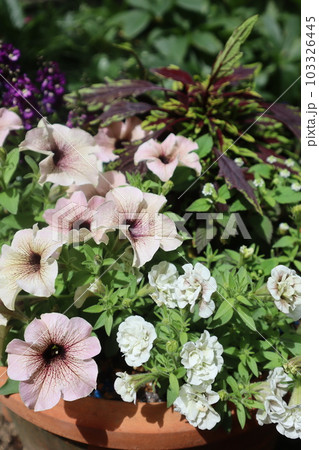 おしゃれなペチュニアの花寄せ植え 103326445