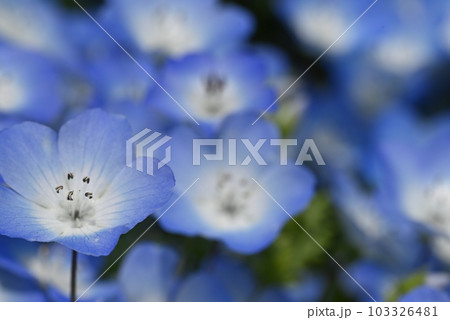 美しい薄い青色の可憐なネモフィラの花々 103326481