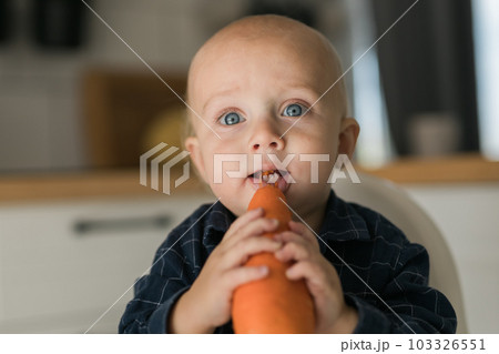 Happy baby sitting in high chair eating carrot in kitchen . Healthy nutrition for kids. Bio carrot as first solid food for infant. Children eat vegetables. Little boy biting raw vegetable. 103326551