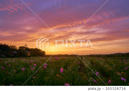 夕焼けの花畑　佐倉ラベンダーランド 103326716