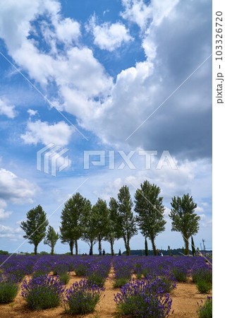 ラベンダー畑とポプラ並木 佐倉ラベンダーランド ラベンダー畑とポプラ並木 佐倉ラベンダーランド 103326720