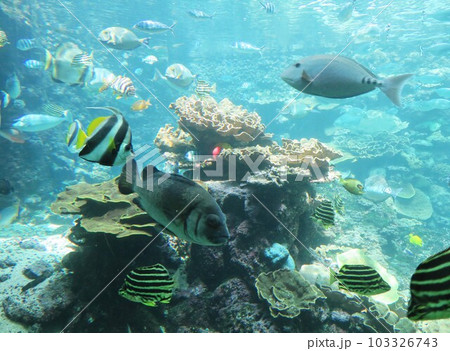 水族館　串本海中公園 和歌山 103326743