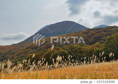 秋のタデ原湿原の草紅葉と紅葉 ( 2021年11月 大分県 九重町 ) 103326890