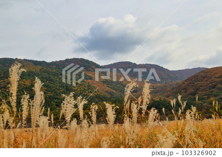 秋のタデ原湿原の草紅葉と紅葉 ( 2021年11月 大分県 九重町 ) 秋のタデ原湿原の草紅葉と紅葉 ( 2021年11月 大分県 九重町 ) 103326902