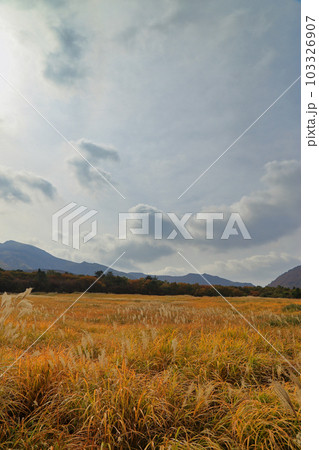 秋のタデ原湿原の草紅葉と紅葉 ( 2021年11月 大分県 九重町 ) 103326907