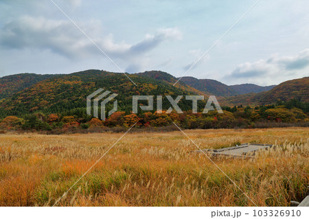 秋のタデ原湿原の草紅葉と紅葉 ( 2021年11月 大分県 九重町 ) 103326910