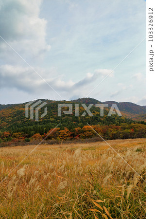 秋のタデ原湿原の草紅葉と紅葉 ( 2021年11月 大分県 九重町 ) 103326912