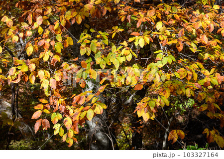 日塩もみじライン沿いの紅葉 103327164