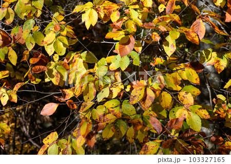 日塩もみじライン沿いの紅葉 日塩もみじライン沿いの紅葉 103327165
