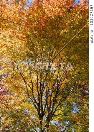 日塩もみじライン沿いの紅葉 日塩もみじライン沿いの紅葉 103327167