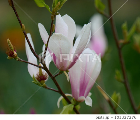 Bush with white magnolias in the park, spring day 103327276