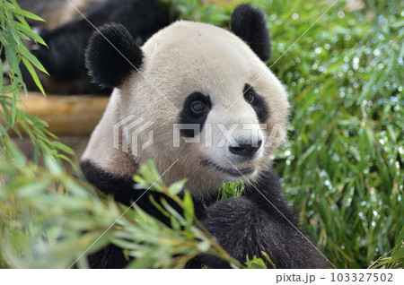おいしそうに竹を食べる梅浜 103327502