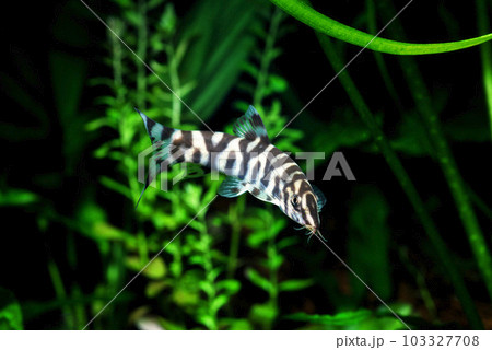 パキスタンローチ  ドジョウの仲間　アクアリウム 103327708
