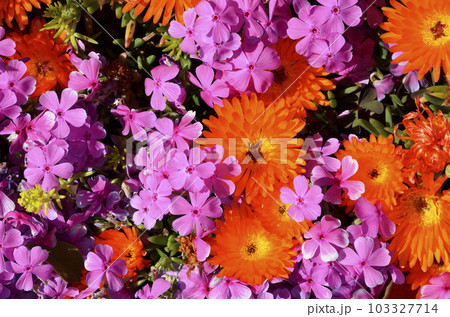 春の花壇 賑やかな花壇 春の花壇 賑やかな花壇 103327714