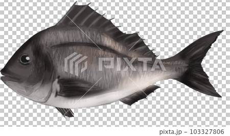 realistic black sea bream realistic black sea bream 103327806