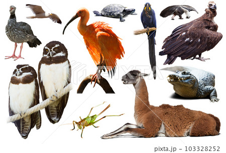 south american animals on white 103328252