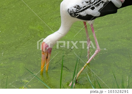 Milky stork close up yellow red beak looking for food in river 103328291