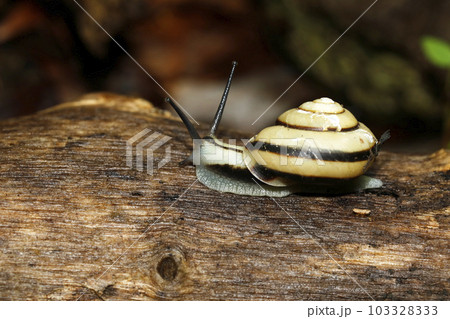 ハコネマイマイ 103328333