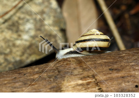 ハコネマイマイ 103328352