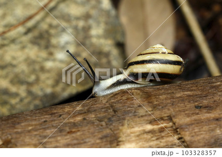 ハコネマイマイ ハコネマイマイ 103328357