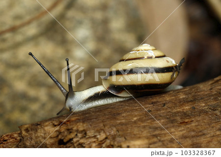 ハコネマイマイ 103328367