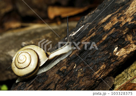 ハコネマイマイ 103328375