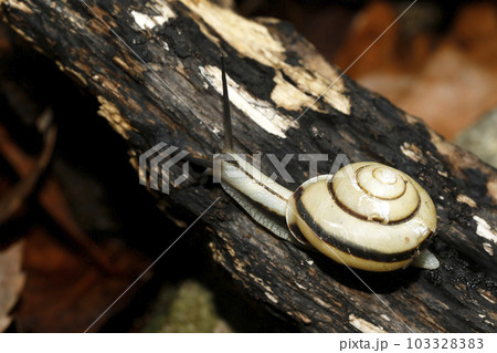 ハコネマイマイ ハコネマイマイ 103328383