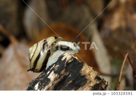 ハコネマイマイ ハコネマイマイ 103328391