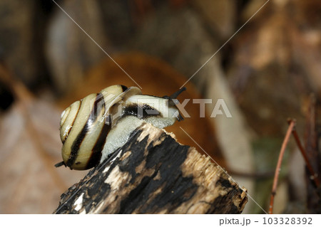 ハコネマイマイ 103328392