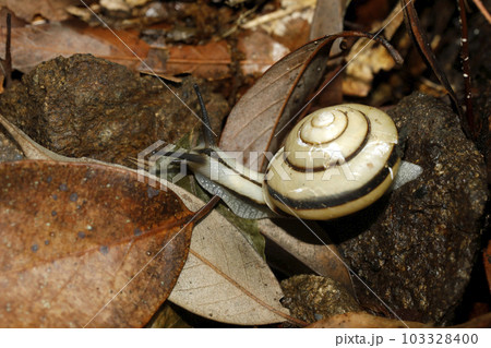 ハコネマイマイ ハコネマイマイ 103328400