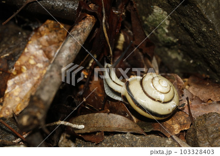 ハコネマイマイ ハコネマイマイ 103328403