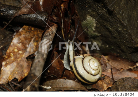 ハコネマイマイ ハコネマイマイ 103328404