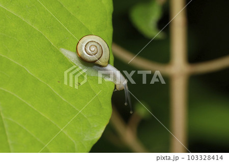 ハコネマイマイ 103328414