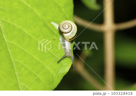 ハコネマイマイ 103328418