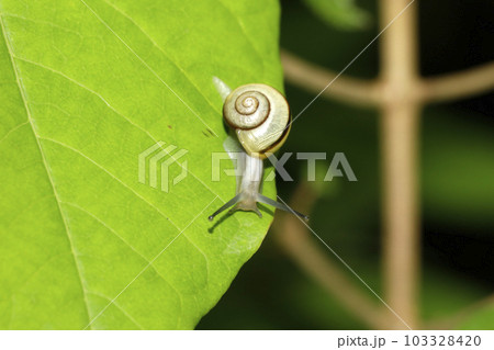 ハコネマイマイ 103328420