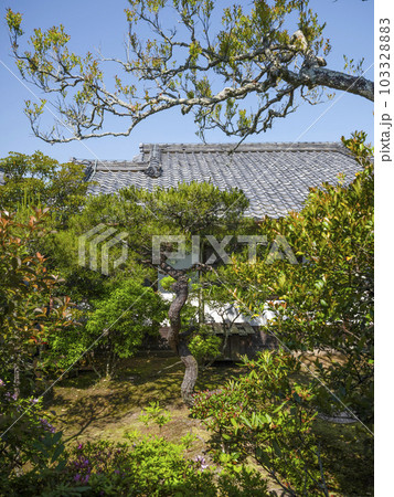 総本山仁和寺 霊明殿への渡り廊下西側の庭 総本山仁和寺 霊明殿への渡り廊下西側の庭 103328883