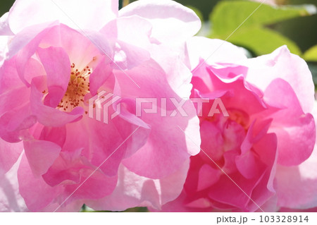 美しいピンク色のバラ 103328914