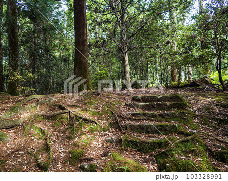 森の中の古い階段が神秘的 103328991