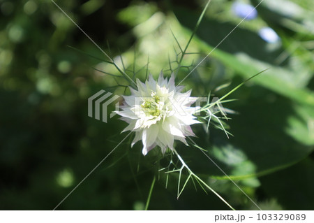 朝陽を浴びるニゲラの白い花 103329089