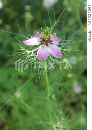 こぼれ種から育ったニゲラ 103329092