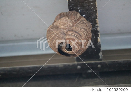 雀蜂の巣　危険　危ない　蜂の巣　女王バチ　駆除 103329200