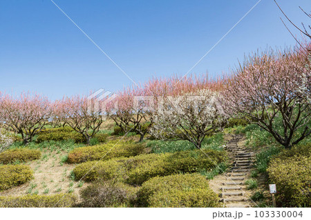 満開の梅林　 103330004