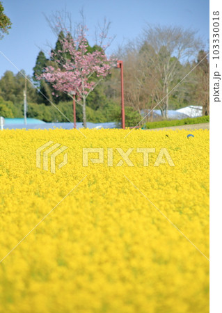 満開の河津桜と菜の花畑 満開の河津桜と菜の花畑 103330018