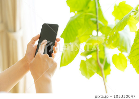 観葉植物と携帯電話を操作する手元写真 観葉植物と携帯電話を操作する手元写真 103330047