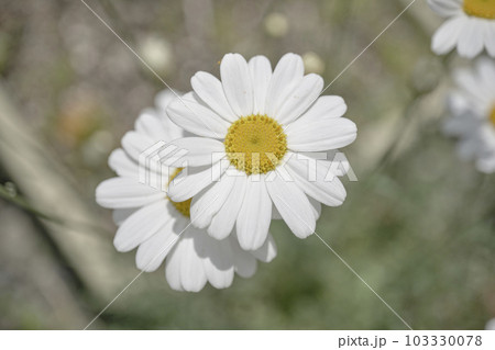綺麗な白い除虫菊の花 綺麗な白い除虫菊の花 103330078