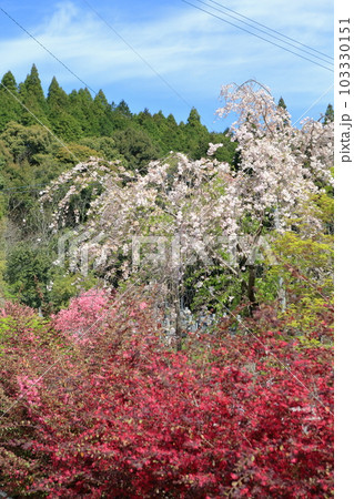 関山桜と白い桃の花 103330151