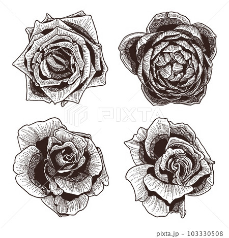 バラの手描きラインアート(花 4種類 線画) 103330508