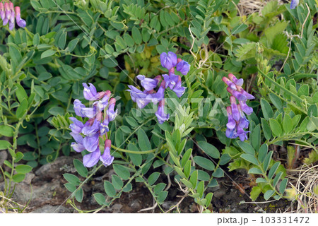 ハマエンドウ（北海道・知床） 103331472